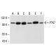 PTK7 Antibody (WW02) - Western Blotting - Image 312901 