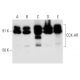 western blotting image from recommended CCK-AR (F-6) monoclonal antibody replacement. Image 358392