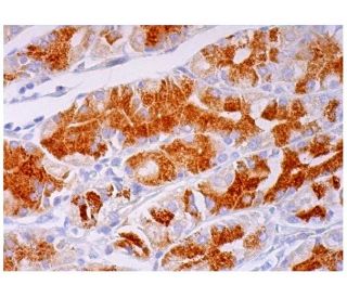 CCK-BR Antibody (4A5) - Immunohistochemistry - Image 293644
