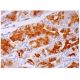 CCK-BR Antibody (4A5) - Immunohistochemistry - Image 293644