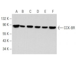 CCK-BR Antibody (E-3) - Western Blotting - Image 357251 