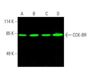 CCK-BR Antibody (E-3) - Western Blotting - Image 387636