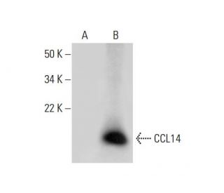 CCL14 Antibody (E-1) - Western Blotting - Image 288953