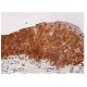 CCL14 Antibody (E-12) - Immunohistochemistry - Image 158197 