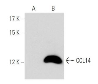 CCL14 Antibody (E-5) - Western Blotting - Image 54566