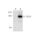 CCL23 Antibody (H-2) - Western Blotting - Image 299213 