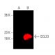 CCL23 Antibody (H-2) - Western Blotting - Image 403844 