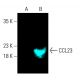CCL23 Antibody (H-2) - Western Blotting - Image 403845