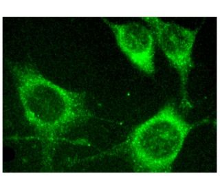 CCL28 Antibody (G-2) - Immunofluorescence - Image 157263 
