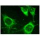 CCL28 Antibody (G-2) - Immunofluorescence - Image 157263 