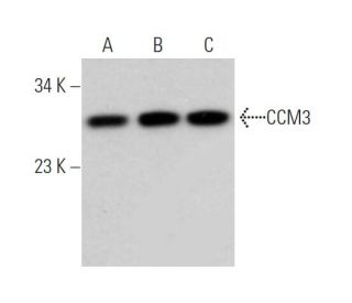 CCM3 Antibody (C-8) - Western Blotting - Image 363990 