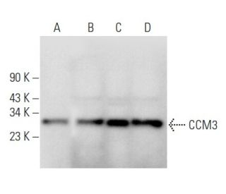CCM3 Antibody (F-12) - Western Blotting - Image 358057 