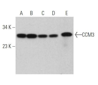 CCM3 Antibody (F-12) - Western Blotting - Image 363991