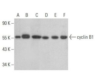 CCNB1/cyclin B1 Antibody (0.N.238) - Western Blotting - Image 353193
