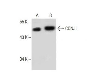 CCNJL Antibody (B-1) - Western Blotting - Image 294224 