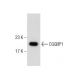 CCRF-CEM nuclear extract: sc-2146. Western blot analysis of CGGBP1 expression... 