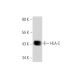 HLA-C Antibody (D-9) - Western Blotting - Image 65666 