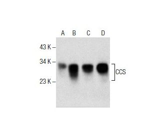 CCS Antibody (D-7) - Western Blotting - Image 285813 