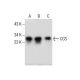 CCS Antibody (E-5) - Western Blotting - Image 285812 