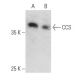 CCS Antibody (E-5) - Western Blotting - Image 357280 
