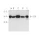 western blotting image from recommended CCS (H-7) monoclonal antibody replacement. Image 14535