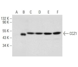 CCZ1 Antibody (B-7) - Western Blotting - Image 318403