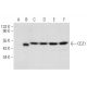 CCZ1 Antibody (B-7) - Western Blotting - Image 318403