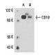 CD10 Antibody (2A1H5E1) - Western Blotting - Image 15785
