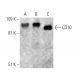 CD10 Antibody (2A1H5E1) - Western Blotting - Image 372292 