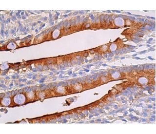 CD10 Antibody (F-4) | SCBT - Santa Cruz Biotechnology