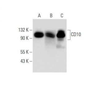 western blotting image from recommended CD10 (F-4) monoclonal antibody replacement. Image 344727