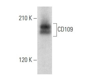 ＊Lang kawiページ＊ CD109 Antibody (C-9) | SCBT - Santa Cruz Biotechnology