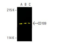 ＊Lang kawiページ＊ CD109 Antibody (C-9) | SCBT - Santa Cruz Biotechnology