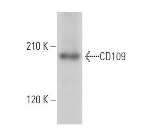 CD109 Antibody (B-9) - Western Blotting - Image 363858