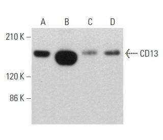 western blotting image from recommended CD13 (H-8) monoclonal antibody replacement. Image 359363