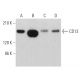 Este anticuerpo policlonal ha dejado de fabricarse. Consulta nuestro anticuerpo monoclonal recomendado <a href="cd13-antibody-h-8">CD13 (H-8)</a> (se muestran datos de muestra). western blotting image from recommended CD13 (H-8) monoclonal antibody replacement. Image 359363