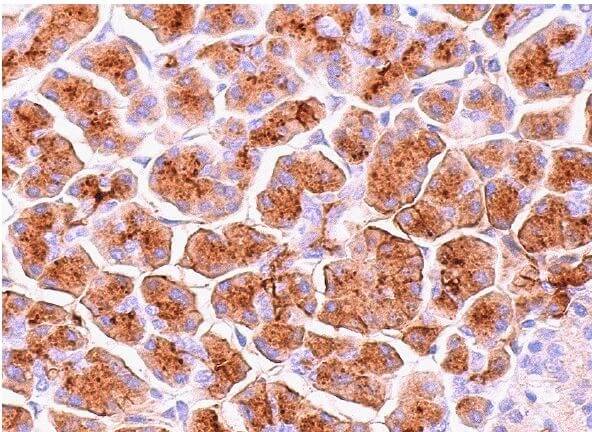 CD13 Antibody (H-8) | SCBT - Santa Cruz Biotechnology