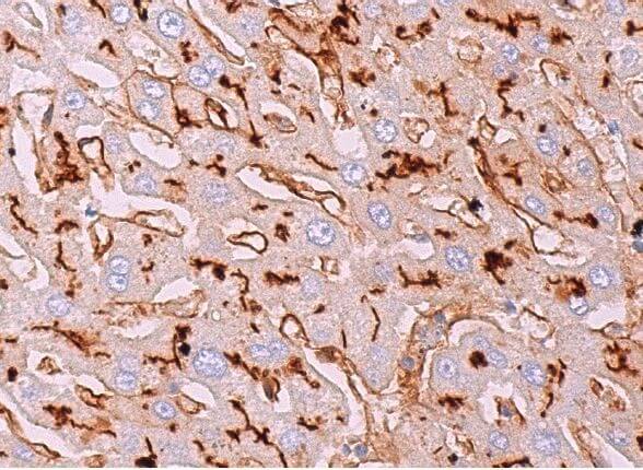 CD13 Antibody (H-8) | SCBT - Santa Cruz Biotechnology