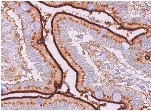CD13 Antibody (H-8) | SCBT - Santa Cruz Biotechnology