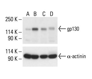 CD130/gp130 Antibody (AN-H2) - Western Blotting - Image 411243