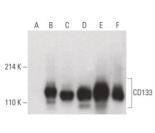 CD133 Antibody (E-11) - Western Blotting - Image 399629