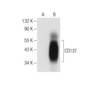 CD137 Antibody (BBK-2) - Western Blotting - Image 57573 