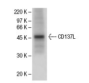 CD137L Antibody (AT113-2) | SCBT - Santa Cruz Biotechnology