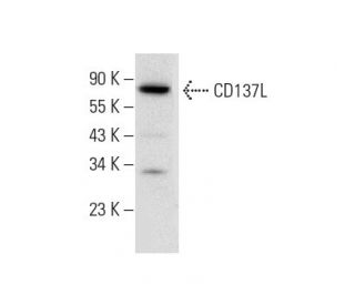 CD137L Antibody (G-10) - Western Blotting - Image 309547Each CRISPR/Cas9 Knockout (KO) Plasmid product consists of a pool of 3 plasmids designed to ensure identification and cleavage of a specific gene for maximum knockout efficiency. Each plasmid encodes a unique 20 nt sequence derived from the GeCKO (v2) library.