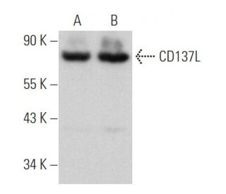 CD137L Antibody (G-10) - Western Blotting - Image 364247The Double Nickase Plasmid features a U6 promoter for sgRNA expression, a 20 nt targeting sequence, and a gRNA scaffold to guide Cas9n. It includes a CBh promoter for Cas9n (D10A) and puromycin resistance, GFP for transfection verification, and nuclear localization signals (NLS). The 2A peptide allows co-expression of Cas9n and Puro from a single promoter, enabling precise genome editing with reduced off-target effects.