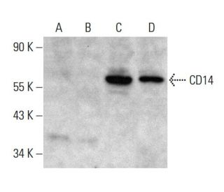CD14 Antibody (H-4) - Western Blotting - Image 364820 