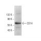 CD14 Antibody (H-4) - Western Blotting - Image 379034