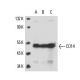 western blotting image from recommended CD14 (5A3B11B5) monoclonal antibody replacement. Image 17359