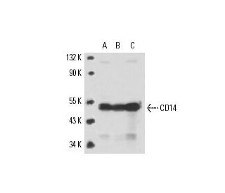 western blotting image from recommended CD14 (5A3B11B5) monoclonal antibody replacement. Image 17359