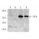 Questo anticorpo policlonale è stato sospeso. Consulta il nostro anticorpo monoclonale <a href="cd14-antibody-h-4">CD14 (H-4)</a> raccomandato (sono riportati i dati del campione). western blotting image from recommended CD14 (H-4) monoclonal antibody replacement. Image 364820